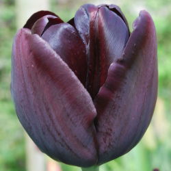 Tulipa kráľovná noci - Tulipán kráľovná noci - 5 kvetinové cibule - Tulipa Queen of Night
