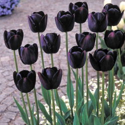 Tulipa kráľovná noci - Tulipán kráľovná noci - 5 kvetinové cibule - Tulipa Queen of Night