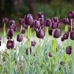 Tulipa kráľovná noci - Tulipán kráľovná noci - 5 kvetinové cibule - Tulipa Queen of Night
