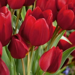 Tulpės Red Georgette - pakuotėje yra 5 vnt - Tulipa Red Georgette
