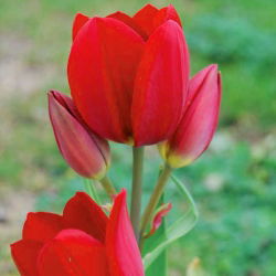 Tulpės Red Georgette - pakuotėje yra 5 vnt - Tulipa Red Georgette