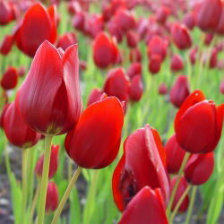 Tulpės Red Georgette - pakuotėje yra 5 vnt - Tulipa Red Georgette