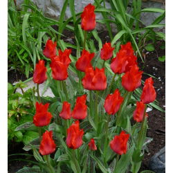 Tudung Merah Tulipa - Tudung Merah Tulip - 5 lampu - Tulipa Red Riding Hood