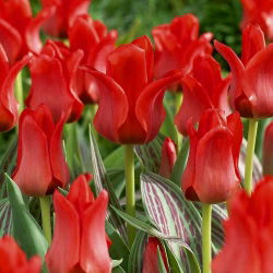 Tudung Merah Tulipa - Tudung Merah Tulip - 5 lampu - Tulipa Red Riding Hood