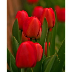 Tulipa Red - Tulipán Red - paquete de 5 piezas