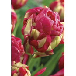 Tulipa Renown Unique - توليب رينو فريد - 5 لمبات