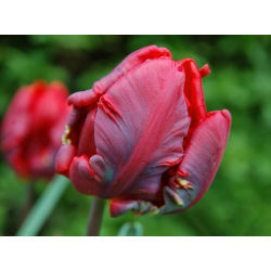 Tulipano Rococo - pacchetto di 5 pezzi - Tulipa Rococo