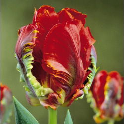 Tulipano Rococo - pacchetto di 5 pezzi - Tulipa Rococo