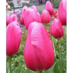 Pink tulipan - Rose - stor pakke! - 50 stk - 