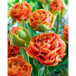Sentuhan Sensual Tulipa - Sentuhan Sensual Tulip - 5 lampu - Tulipa Sensual Touch