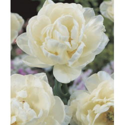 Tulipa Mount Tacoma – Tulpe Mount Tacoma - 5 Zwiebeln