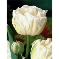 Tulipa Mount Tacoma – Tulpe Mount Tacoma - 5 Zwiebeln