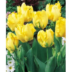 Tulipano Texas Gold - pacchetto di 5 pezzi - Tulipa Texas Gold