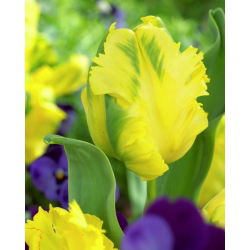 Tulipano Texas Gold - pacchetto di 5 pezzi - Tulipa Texas Gold