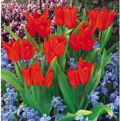 Tulipa Tubergen'in Çeşitliliği - Tulip Tubergen'in Çeşitliliği - 5 ampul - Tulipa Tubergen's Variety