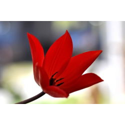 Tulipa Tubergen'in Çeşitliliği - Tulip Tubergen'in Çeşitliliği - 5 ampul - Tulipa Tubergen's Variety
