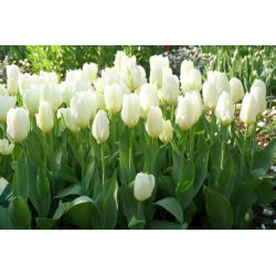 Tulip Putih Murni - Tulip Putih Murni - 5 lampu - Tulipa White Purissima