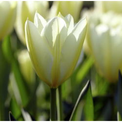Tulip Putih Murni - Tulip Putih Murni - 5 lampu - Tulipa White Purissima