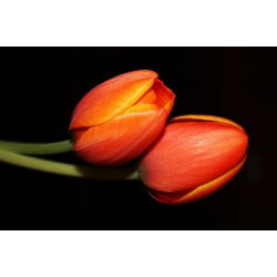 Tulipa Orange - Tulip Orange - 5 soğan