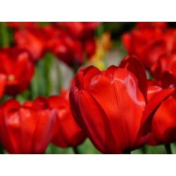 Tulipa Apeldorn - Tulip Apeldorn - 5 soğan
