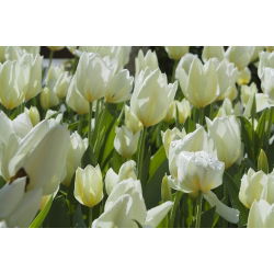 Tulip Putih Murni - Tulip Putih Murni - 5 lampu - Tulipa White Purissima