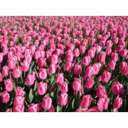 Tulipa Pink Impression - Tulip Pink Impression - 5 lukovica