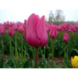 Tulipa Rose - Tulip Rose - 5 soğan