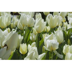 Tulipa City Of Vancouver - Tulip City Mesto Vancouver - 5 kvetinové cibule