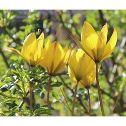 Tulipa botanik karışımı - Tulip botanik karışımı - 5 ampul - Tulipa botanical 
