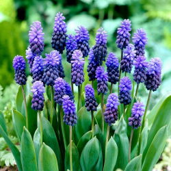 Muscari latifolium - Lăcusta de viță de vie latifoliu - 10 bulbi