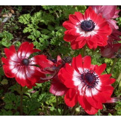 Doppio anemone - Governatore - 40 pezzi; anemone di papavero, windflower - 