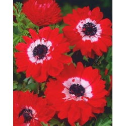 Doppio anemone - Governatore - 40 pezzi; anemone di papavero, windflower - 