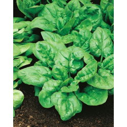 Špinača "Asta F1" - 1200 semen - Spinacia oleracea L. - semena