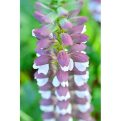 Mjukakantus - Acanthus mollis - Unika, prydnadsröda blomspiror - Färska frön