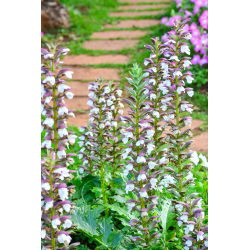 Mjukakantus - Acanthus mollis - Unika, prydnadsröda blomspiror - Färska frön