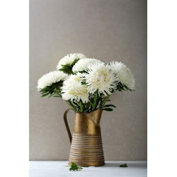 Callistephus chinensis - 500 zaden - wit