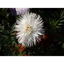 Callistephus chinensis - 500 zaden - wit