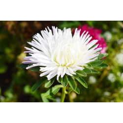 Callistephus chinensis - 500 zaden - wit