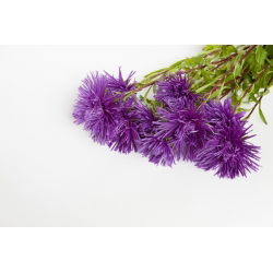 Callistephus chinensis - 500 zaden - violet