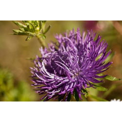 Callistephus chinensis - 500 zaden - violet
