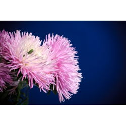 Callistephus chinensis - 500 zaden - roze
