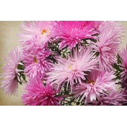 Callistephus chinensis - 500 zaden - roze