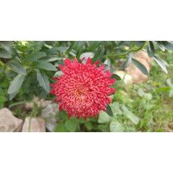 Rode "Princess" chinese aster - 500 zaden - Callistephus chinensis