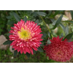 Rode "Princess" chinese aster - 500 zaden - Callistephus chinensis