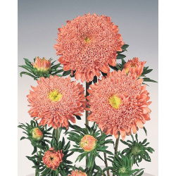 Roze-oranje chinese "Princess" aster - 500 zaden - Callistephus chinensis