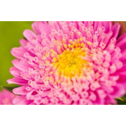 Roze chinese "Princess" -sterretje - 500 zaden - Callistephus chinensis
