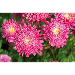 Roze chinese "Princess" -sterretje - 500 zaden - Callistephus chinensis