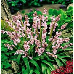 Scilla, Squill Pink - 10 květinové cibule - Scilla Siberica 