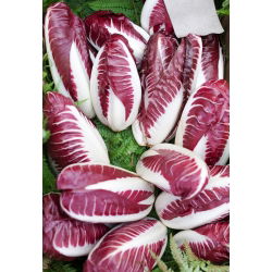 Endive "Rossa di Treviso" - 720 semien - Cichorium intybus "Rossa di Treviso" - semená