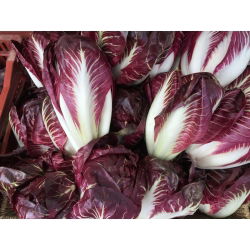 Endive "Rossa di Treviso" - 720 semien - Cichorium intybus "Rossa di Treviso" - semená